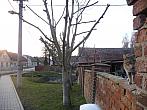 Třibřichy