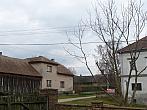 Třibřichy