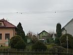 Třibřichy