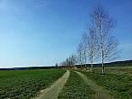 Vidov