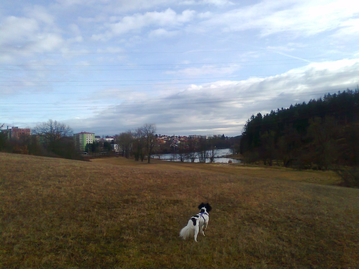 Borovina