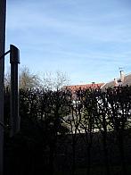 Třibřichy