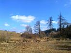 Borovina