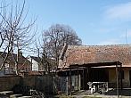Třibřichy