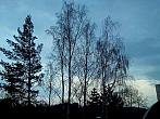 Borovina
