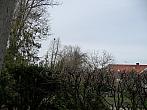 Třibřichy