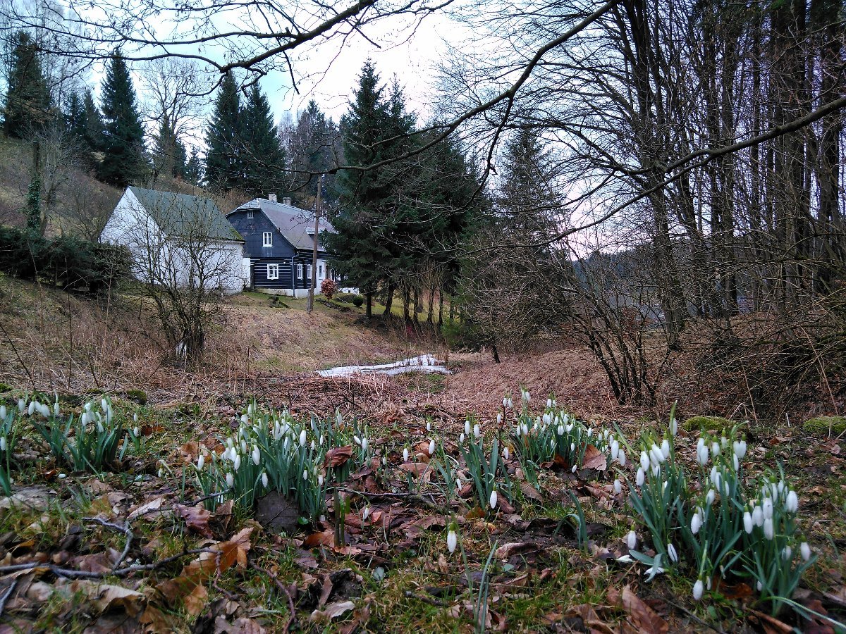Sněžná