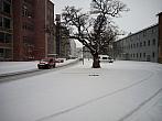 Borovina