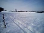 Borovina