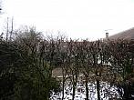 Třibřichy