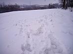 Borovina