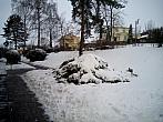 Borovina