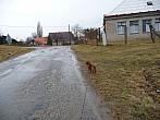 Třibřichy