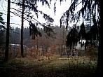 Borovina
