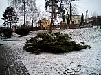 Borovina