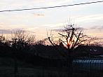 Třibřichy