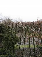 Třibřichy