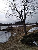 Skalité