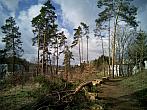 Borovina