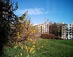 Borovina