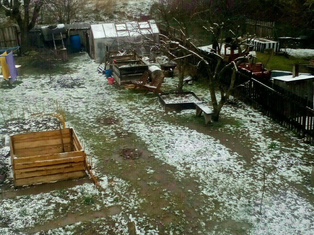 Kunžak