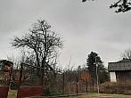 Olešná