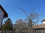 Olešná