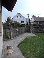 Třibřichy