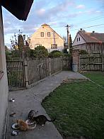 Třibřichy