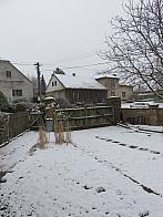 Třibřichy