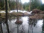 Studánka