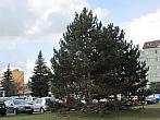 Neratovice