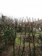 Třibřichy