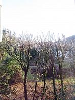 Třibřichy