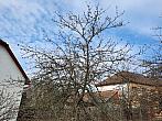 Olešná