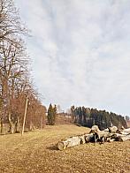 Světlá  Hora
