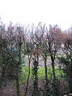 Třibřichy