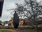 Olešná