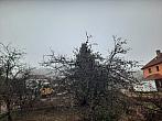 Olešná