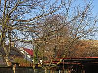 Třibřichy