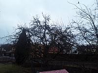 Olešná