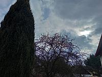 Olešná