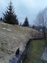 Skalité
