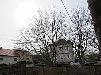 Třibřichy