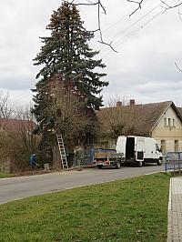 Třibřichy
