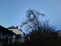 Olešná