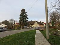 Třibřichy