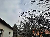 Olešná