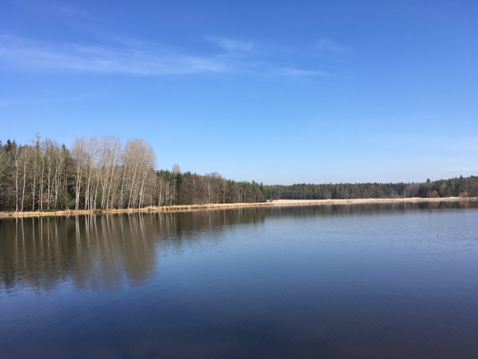 Rosovice