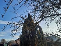 Olešná